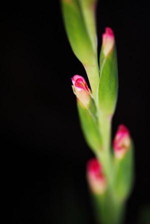 Gladiolus Bud Pink